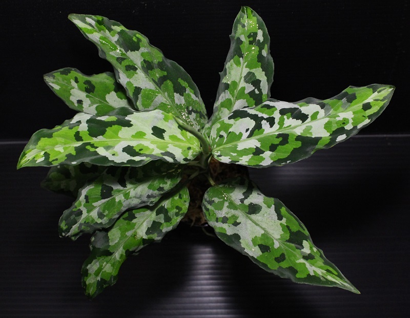 Aglaonema pictum 