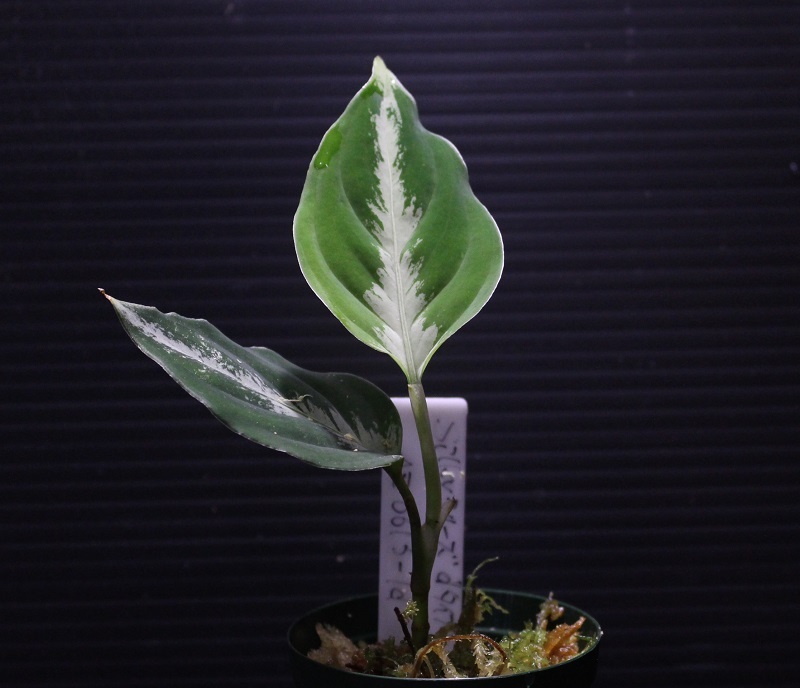 画像: Aglaonema pictum “Silky” from Sibolga Timur（AZ0613-1d） 【画像の美麗小株】[3.11撮影]
