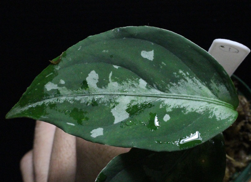 画像: Aglaonema pictum tricolor "しるば〜らいん" Aceh （LA0914-4m） 【画像の小株】[5.16撮影]