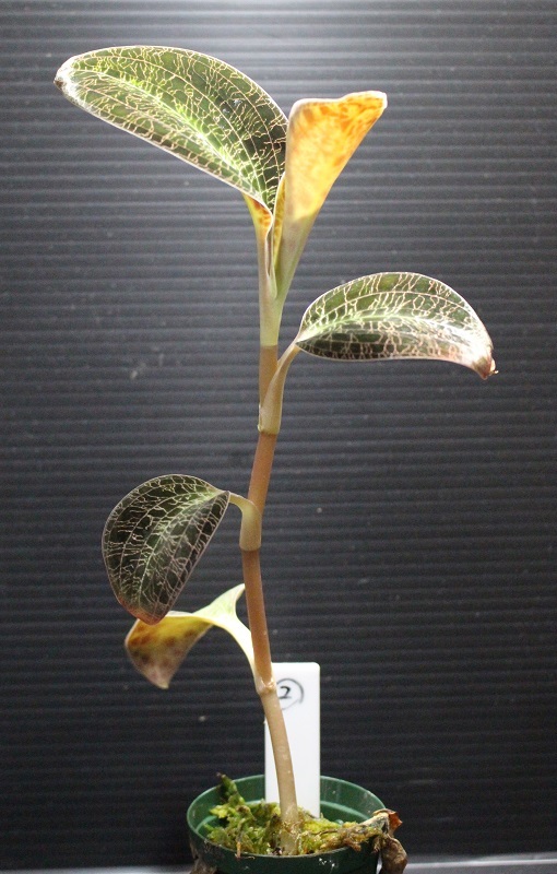 画像: [宝石蘭]Dossinia marmorata “美麗種”【画像の中株-その2】[5.16撮影]
