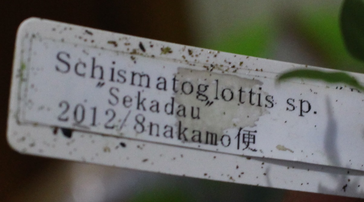 画像: [Sale!!]Schismatoglottis sp.“Sekadau”【画像の美麗大株】[8.29撮影]《cozyparaブリード》