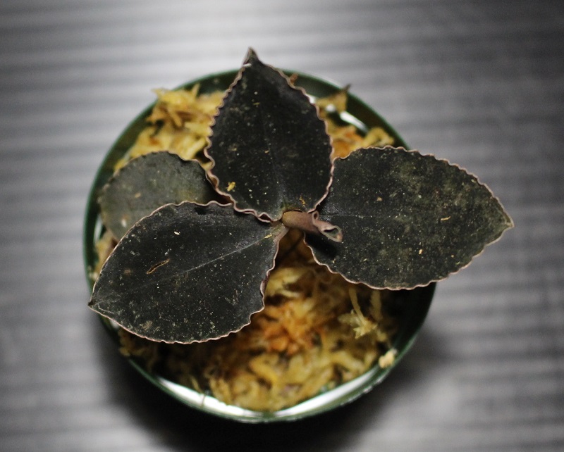画像: [漆黒の宝石蘭]Kuhlhasseltia javanica 【画像の美麗株-その2】[8.29撮影]