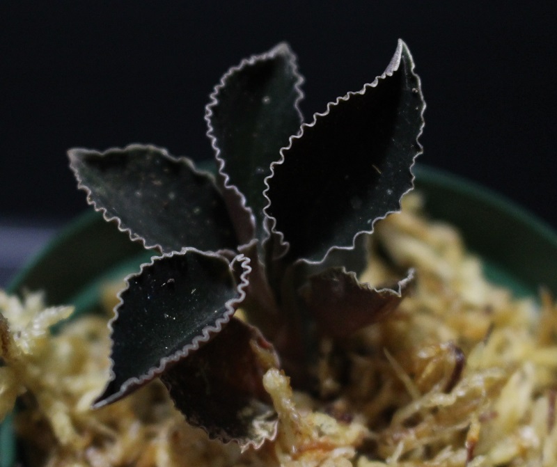 画像: [漆黒の宝石蘭]Kuhlhasseltia javanica 【画像の美麗株-その3】[8.29撮影]