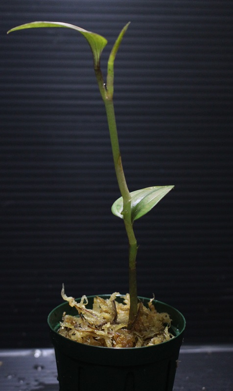 画像: [Sale!!][宝石蘭]Nephelaphyllum pulchrum"Ranau" 【画像の株】[8.29撮影]《cozyparaブリード》