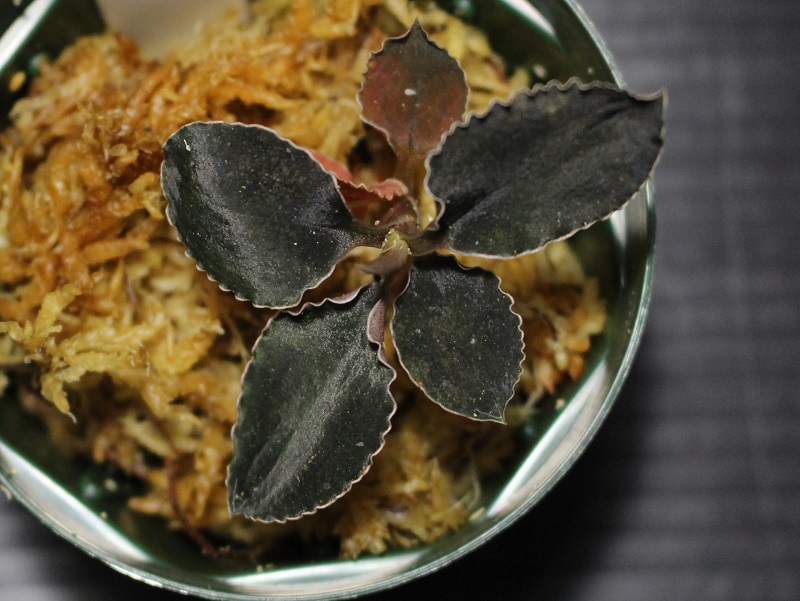 画像: [漆黒の宝石蘭]Kuhlhasseltia javanica 【画像の美麗株-その1】[8.29撮影]