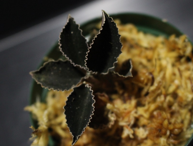 画像1: [漆黒の宝石蘭]Kuhlhasseltia javanica 【画像の美麗株-その3】[8.29撮影]