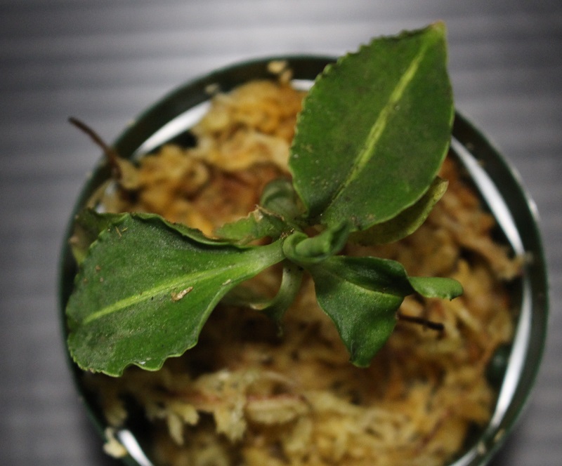 画像: [宝石蘭]Kuhlhasseltia sp. 【画像の美麗株-その3】[8.29撮影]