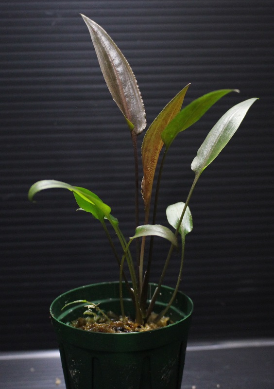 画像: Cryptocoryne alba from Sri Lanka "Brown Leaf form" (Dark Brown)【画像の美麗中株】[8.29撮影]