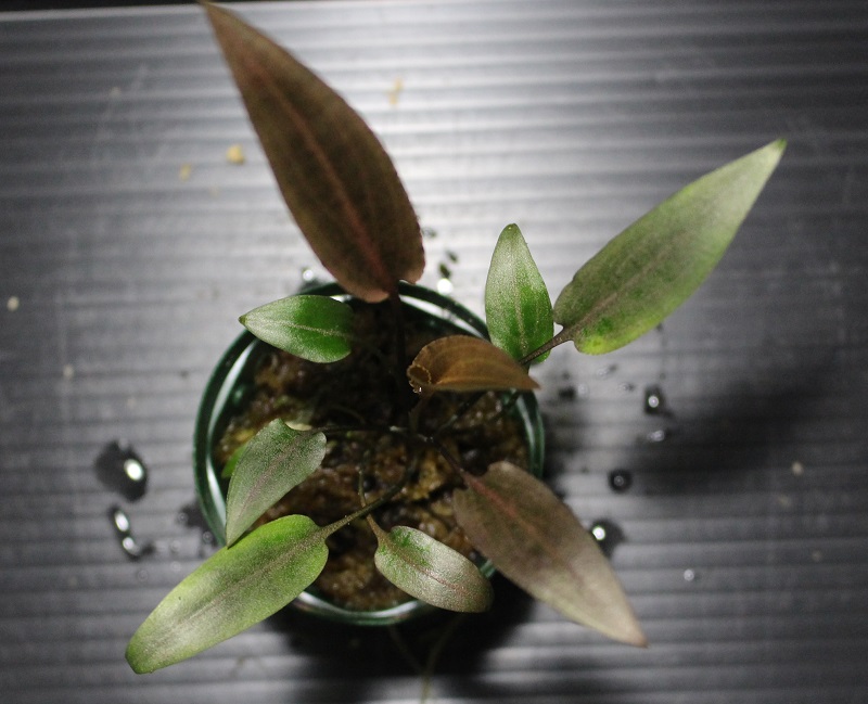 画像: Cryptocoryne alba from Sri Lanka "Brown Leaf form" (Dark Brown)【画像の美麗中株】[8.29撮影]