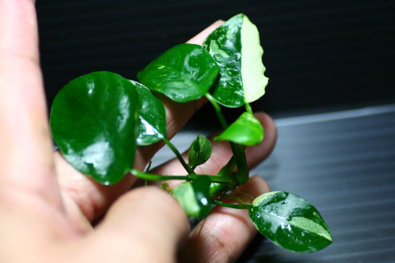 画像1: [激レア!!]Anubias barteri "Marble"  【画像の美麗斑入り株（水中株）-その12-葉数多め!!】《JungleGem》[7.8入荷]