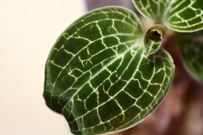 画像: [宝石蘭Hybrid]Anoectochilus formosanus × Dossinia marmorata var dayii  【画像の株】《JungleGem》