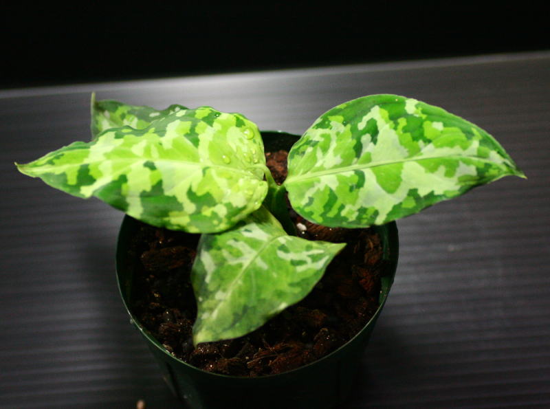 画像: Aglaonema pictum "tricolor" 【画像の中株】3.7撮影