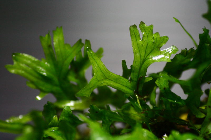 画像: [激レア!!]Microsorum pteropus f. cristata　風変わりな獅子葉の小型ミクロソリウム!!【美麗株が5×7cmのステンレスマットに密に繁茂‐１マット】《JungleGem》