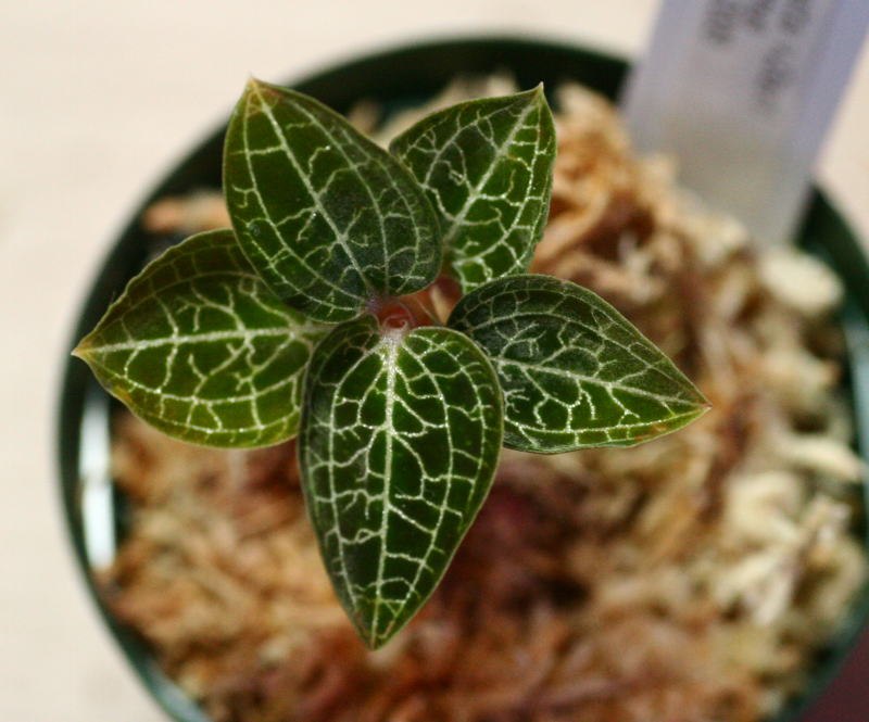 画像: [宝石蘭Hybrid]Dossinia marmorata var dayii × Anoectochilus formosanus  【画像の株】《JungleGem》