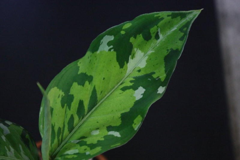 画像: Aglaonema pictum "tricolor" 【画像の小株】《AQUA☆STAR》