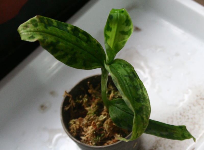 画像: [南米産宝石蘭]Erytrodes sp.（多分 erytrodidesm） 【画像の株】4.10撮影《AQUA☆STAR》