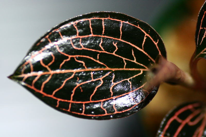 画像: [宝石蘭]Anoectochilus sp. （albolineatus）【画像の株-その２】[3.29入荷]