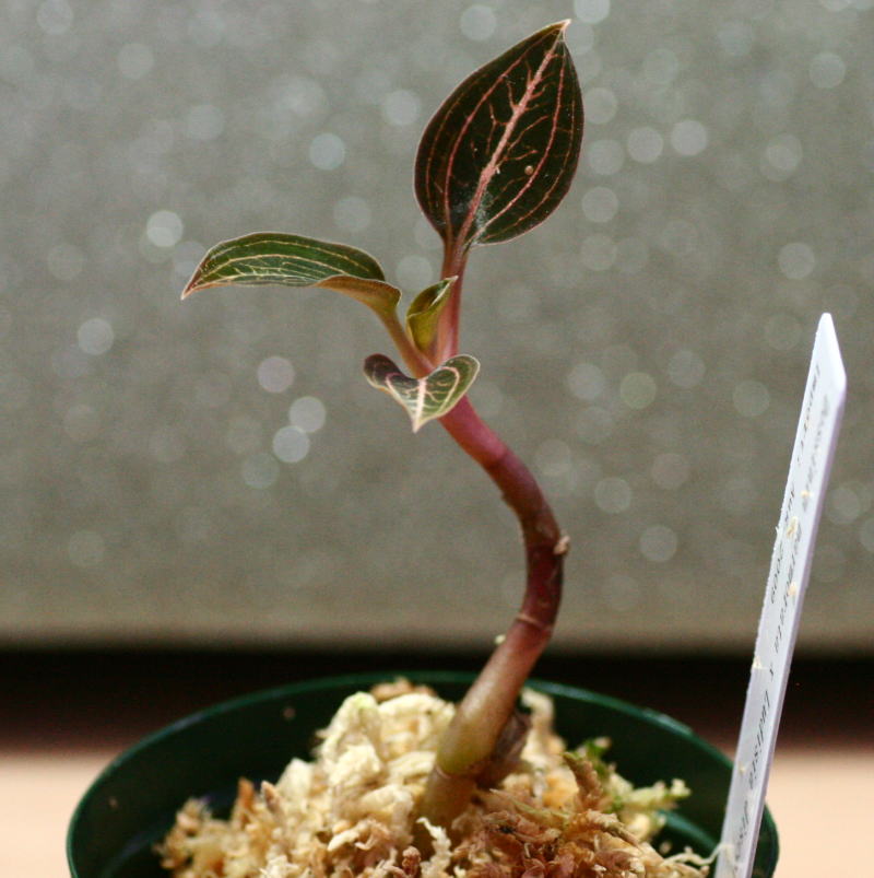 画像: [宝石蘭Hybrid]Dossinia marmorata var dayii × Ludisia discolor  【画像の株-その１】《JungleGem》