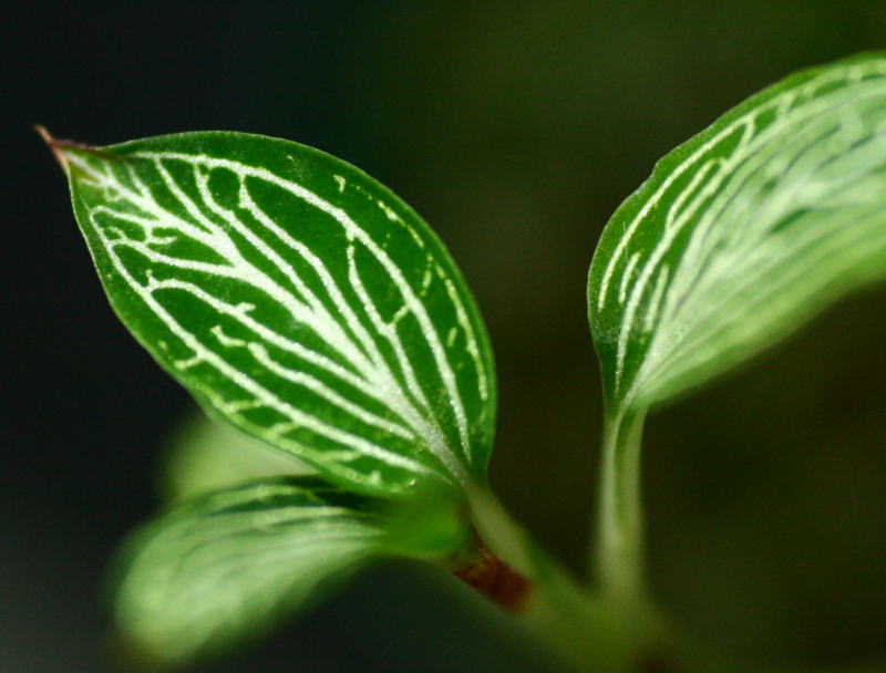 画像: [宝石蘭]Ludisia discolor var.ALBA 【画像の株】《cozyparaブリード》