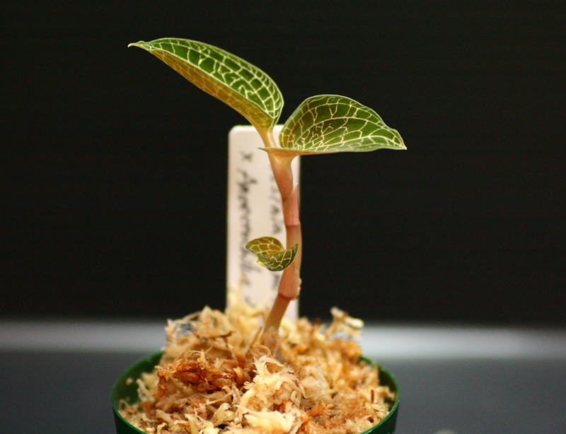画像: [宝石蘭Hybrid]Dossinia marmorata var dayii × Anoectochilus formosanus  【画像の美麗株-11.27入荷】《JungleGem》