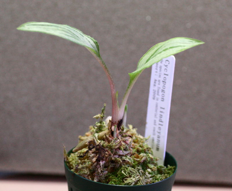 画像: [南米産宝石蘭]Cyclopogon lindleyanum 【画像の株】《JungleGem》[2.15入荷]