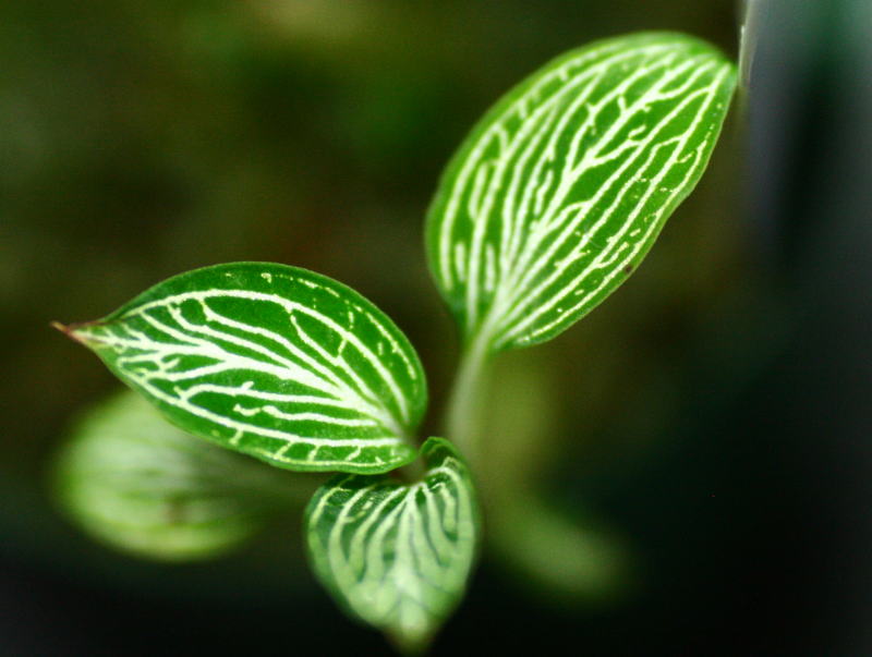 画像1: [宝石蘭]Ludisia discolor var.ALBA 【画像の株】《cozyparaブリード》