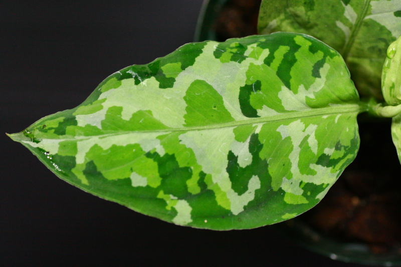 画像: Aglaonema pictum "tricolor" 【画像の中株】3.7撮影
