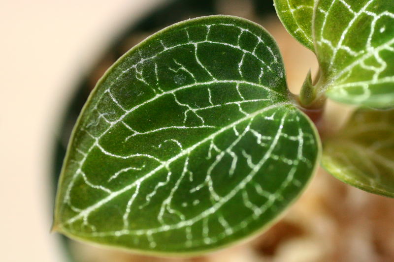 画像: [宝石蘭Hybrid]Anoectochilus formosanus × Macodes petola  【画像の株】《JungleGem》