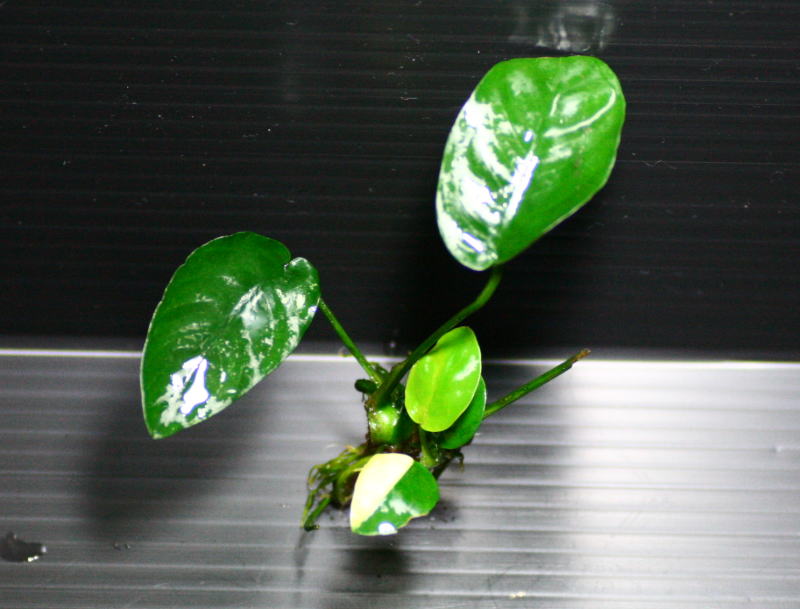 画像: [激レア!!]Anubias barteri "Marble"  【画像の美麗斑入り株（水中株）-その11】《JungleGem》[6.21入荷]