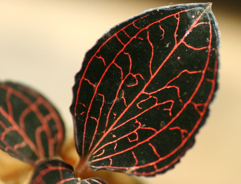 画像: [宝石蘭]Anoectochilus sp. Malaysia（albolineatus）【画像の株-その１-赤が強烈な美麗株!】[3.27入荷]