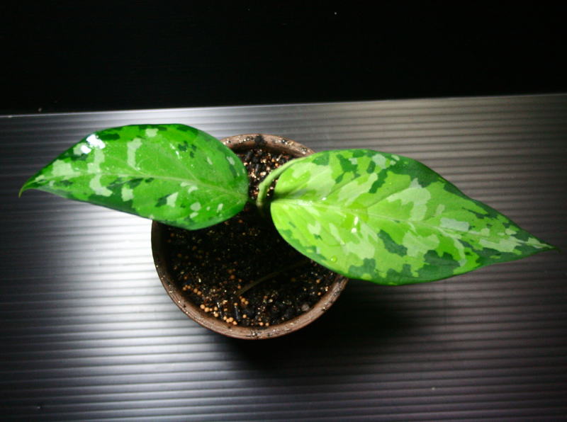 画像1: Aglaonema pictum "tricolor" 【画像の小株】《cozyparaブリード》