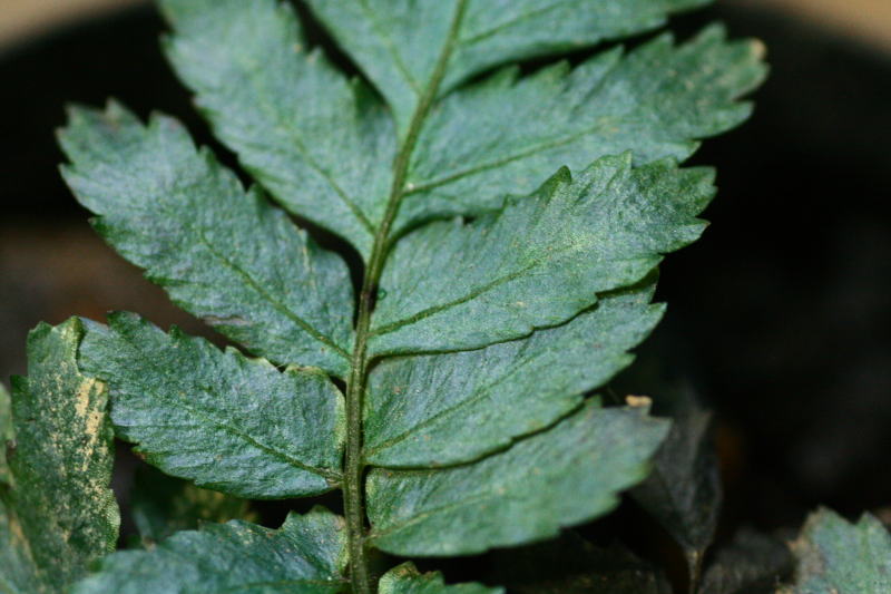 画像: Diplazium　tomentosum“セランゴール州”【画像の株】[3.27入荷]