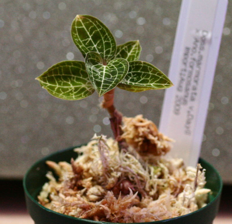 画像: [宝石蘭Hybrid]Dossinia marmorata var dayii × Anoectochilus formosanus  【画像の株】《JungleGem》