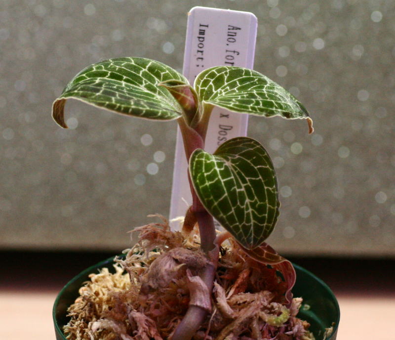 画像: [宝石蘭Hybrid]Anoectochilus formosanus × Dossinia marmorata var dayii  【画像の株】《JungleGem》