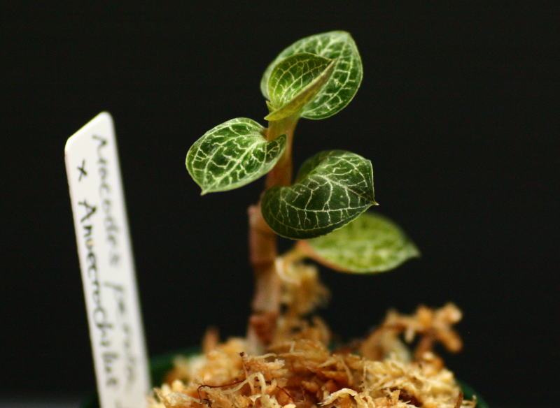 画像: [宝石蘭Hybrid][新入荷!!]Macodes Petola × Anoectochilus formosanus  【画像の株-11.27入荷】《JungleGem》