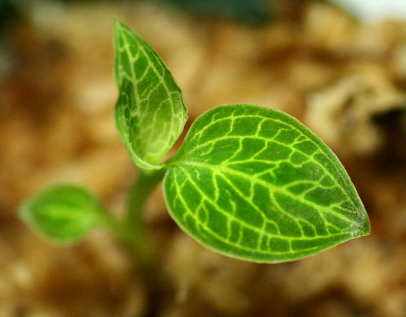 画像1: [宝石蘭Hybrid]Macodes sanderiana x Ludisia discolor var.Alba 【画像の株】《cozyparaブリード》