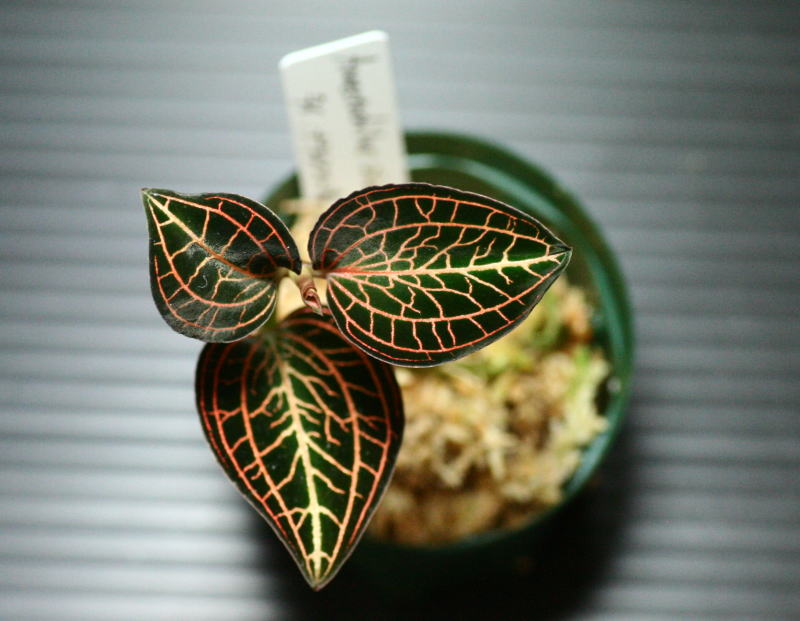 画像: [宝石蘭]Anoectochilus siamensis 【画像の株】《JungleGem》[5.15入荷]