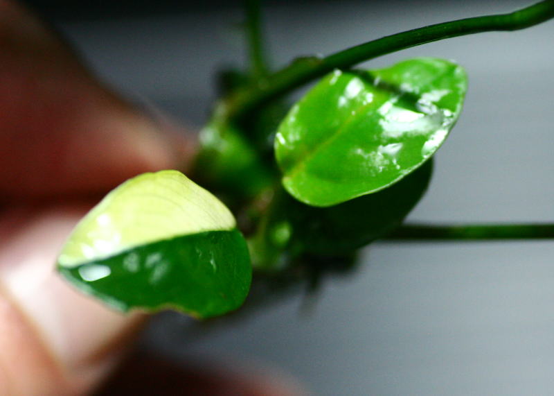 画像: [激レア!!]Anubias barteri "Marble"  【画像の美麗斑入り株（水中株）-その11】《JungleGem》[6.21入荷]