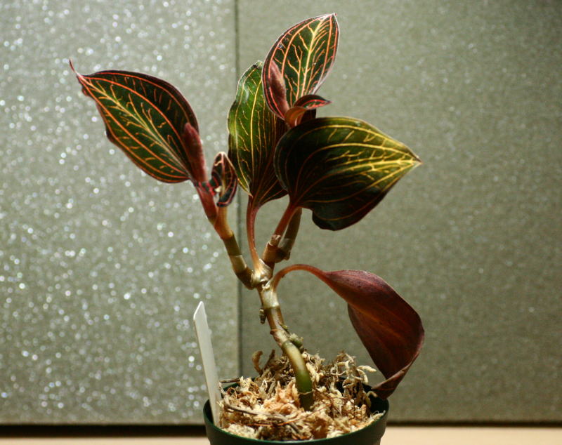 画像: [宝石蘭]Anoectochilus siamensis 【画像の株】《JungleGem》[3.19入荷]