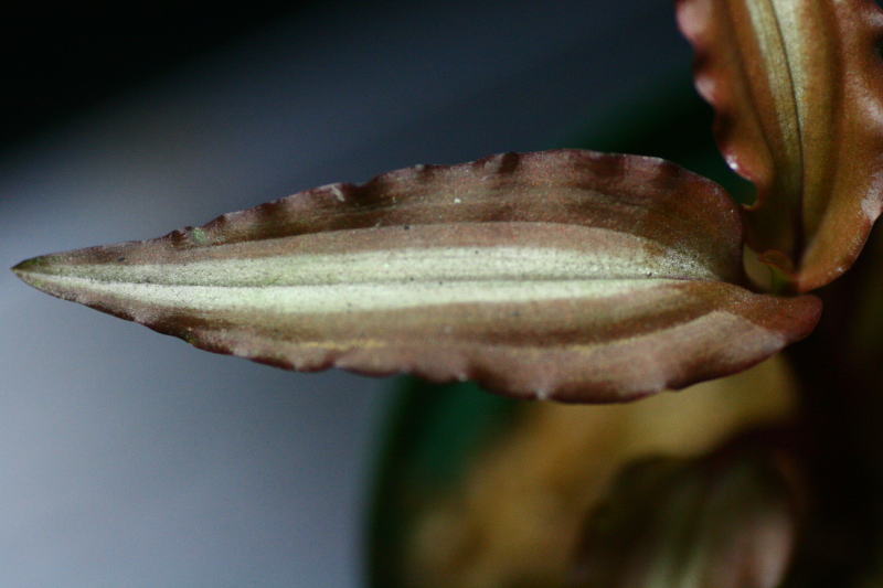 画像: [宝石蘭]Malaxis sp. （elegans）【画像の株-その１（子株付き）】[3.29入荷]