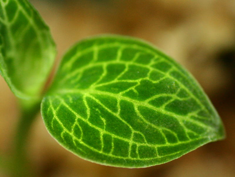 画像: [宝石蘭Hybrid]Macodes sanderiana x Ludisia discolor var.Alba 【画像の株】《cozyparaブリード》