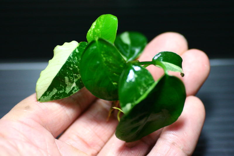 画像: [激レア!!]Anubias barteri "Marble"  【画像の美麗斑入り株（水中株）-その12-葉数多め!!】《JungleGem》[7.8入荷]