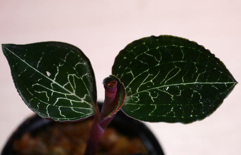 画像1: [宝石蘭]Anoectochilus formosanus　“Taiwan”「キバナシュスラン台湾産」【画像の株】