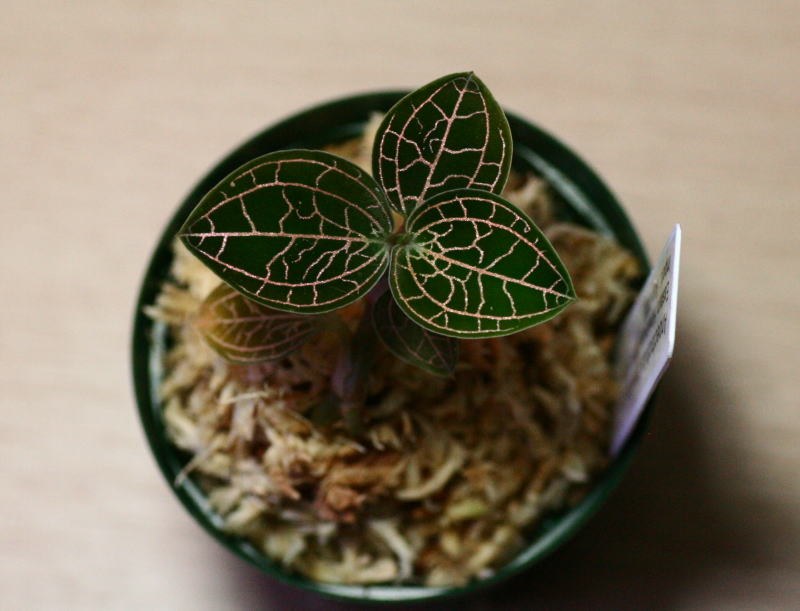 画像: [宝石蘭] Anoectochilus brevilabris 【画像の株】《JungleGem》[2.15入荷]