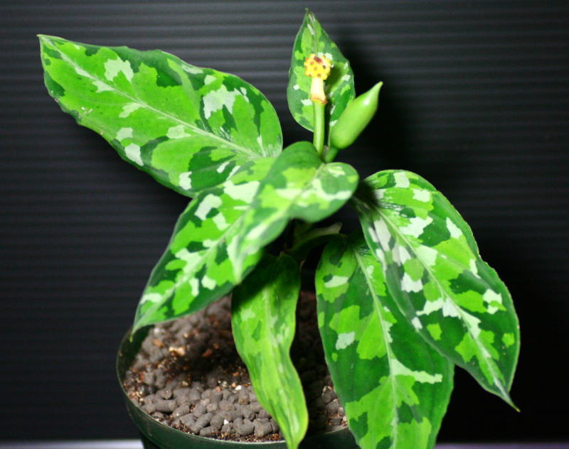 画像1: Aglaonema pictum "tricolor" 【画像の株-その１-美麗大株・花のつぼみ付き!!】《JungleGem》[10.10入荷]