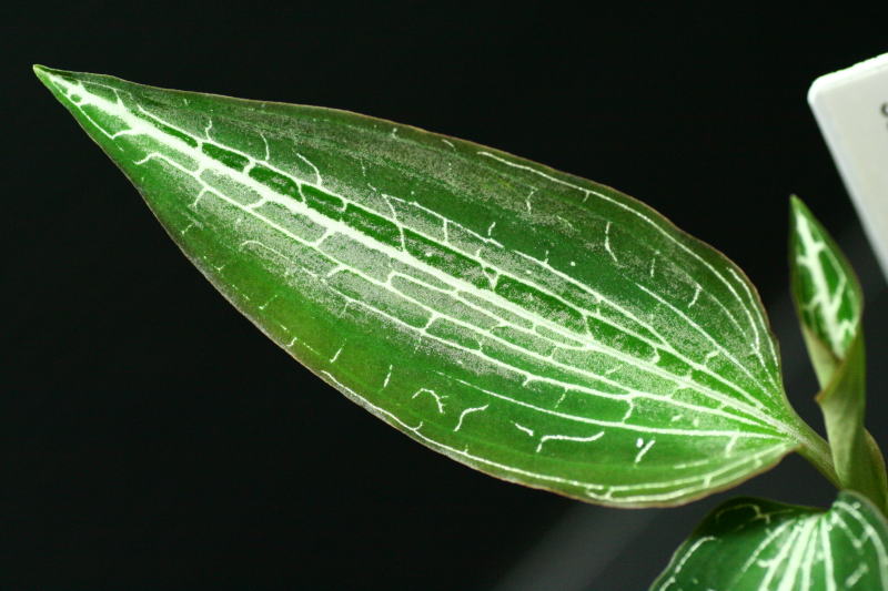 画像: [宝石蘭]Goodyera reticulata 【画像の株】《JungleGem》[5.15入荷]
